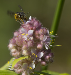 Floscopa glomerata