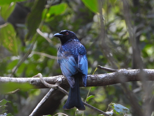 Spangled Drongo