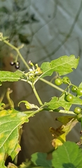 Solanum retroflexum