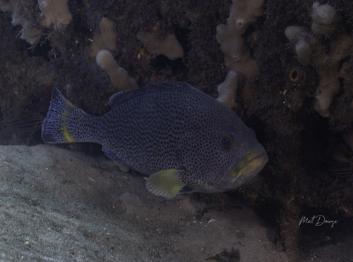Epinephelus cyanopodus observed 2026-08-01