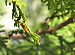 Rhagonycha fulvaliena