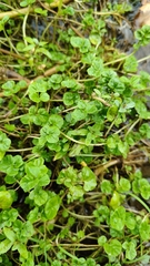 Cardamine amara, photograph (c) Полина Полежанкина, some rights reserved (CC BY)