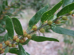 Acacia × tristis