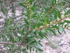 Acacia × tristis
