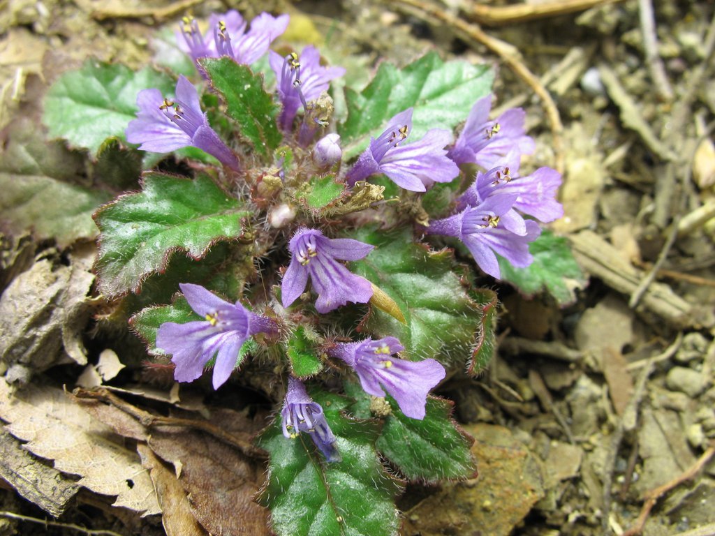 Ajuga decumbens (Ajuga decumbens)