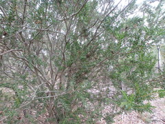 Acacia × tristis