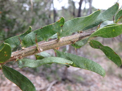 Acacia × tristis