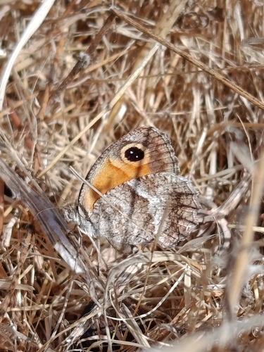 Southern Gatekeeper, Alcaria Ruiva, Portugal, photo 5 of 10