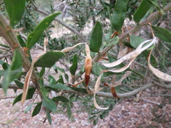 Acacia × tristis