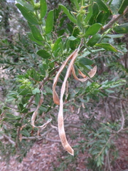 Acacia × tristis