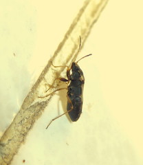 Elasmolomus transversus