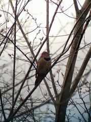 Colaptes auratus auratus