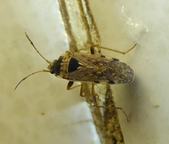 Elasmolomus transversus