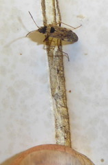 Elasmolomus transversus