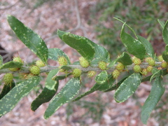 Acacia × tristis