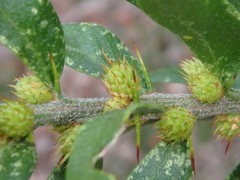 Acacia × tristis