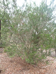 Acacia × tristis