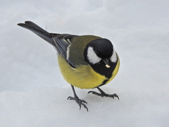 Parus major