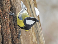 Parus major