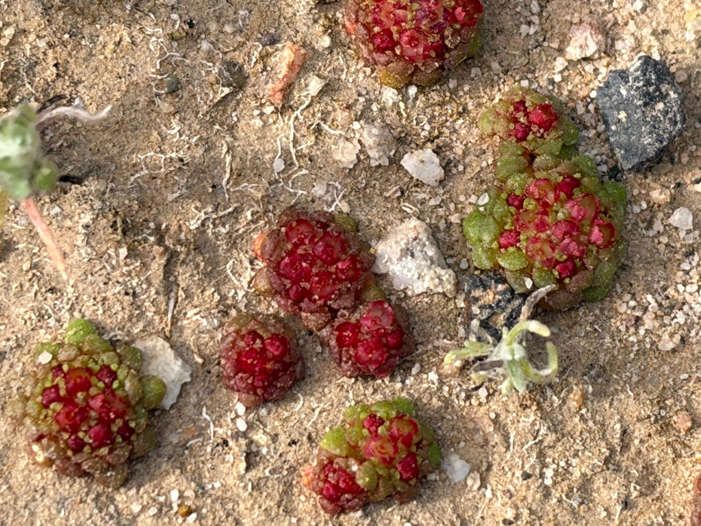 Crassula pageae, Prins Albert, Western Cape, ZA