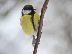 Parus major