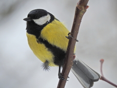Parus major