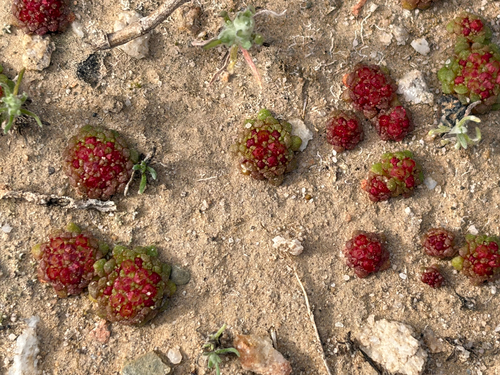 Crassula pageae