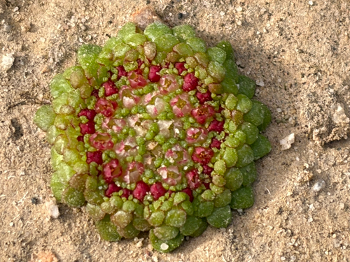 Crassula pageae