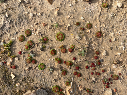 Crassula pageae