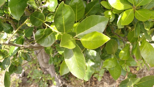 Ilex canariensis, photograph 1