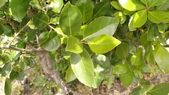 Ilex canariensis, photograph author not stated, no rights reserved