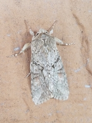Achatia distincta