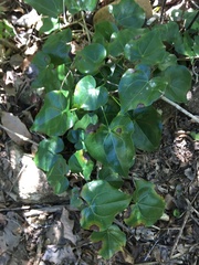 Barklya syringifolia