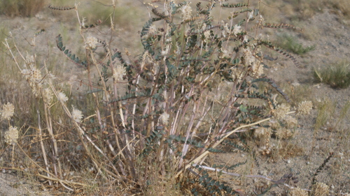 Astragalus observed 2026-08-01