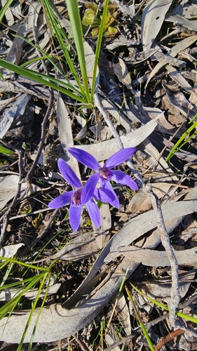 Blue Fairy Orchid