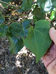 Barklya syringifolia