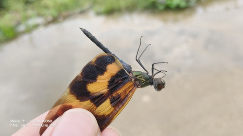Common Picture Wing