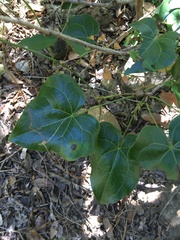 Barklya syringifolia