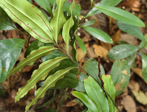 Taenitis blechnoides observed 2026-04-05