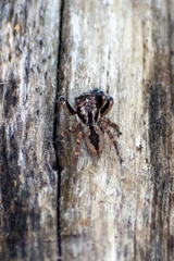 Jotus karllagerfeldi