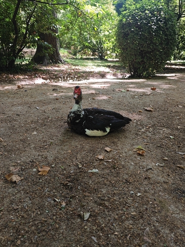 Domestic Muscovy Duck