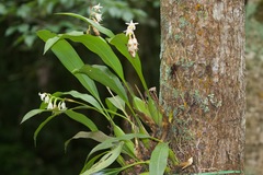 Coelogyne punctulata