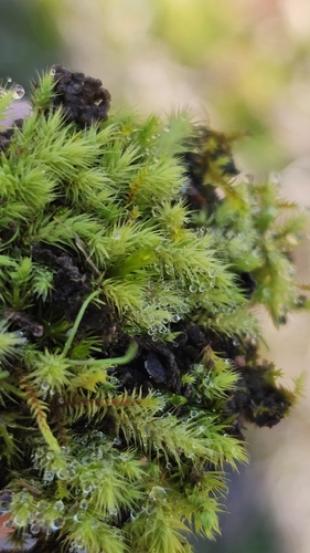 Red-heart Moss
