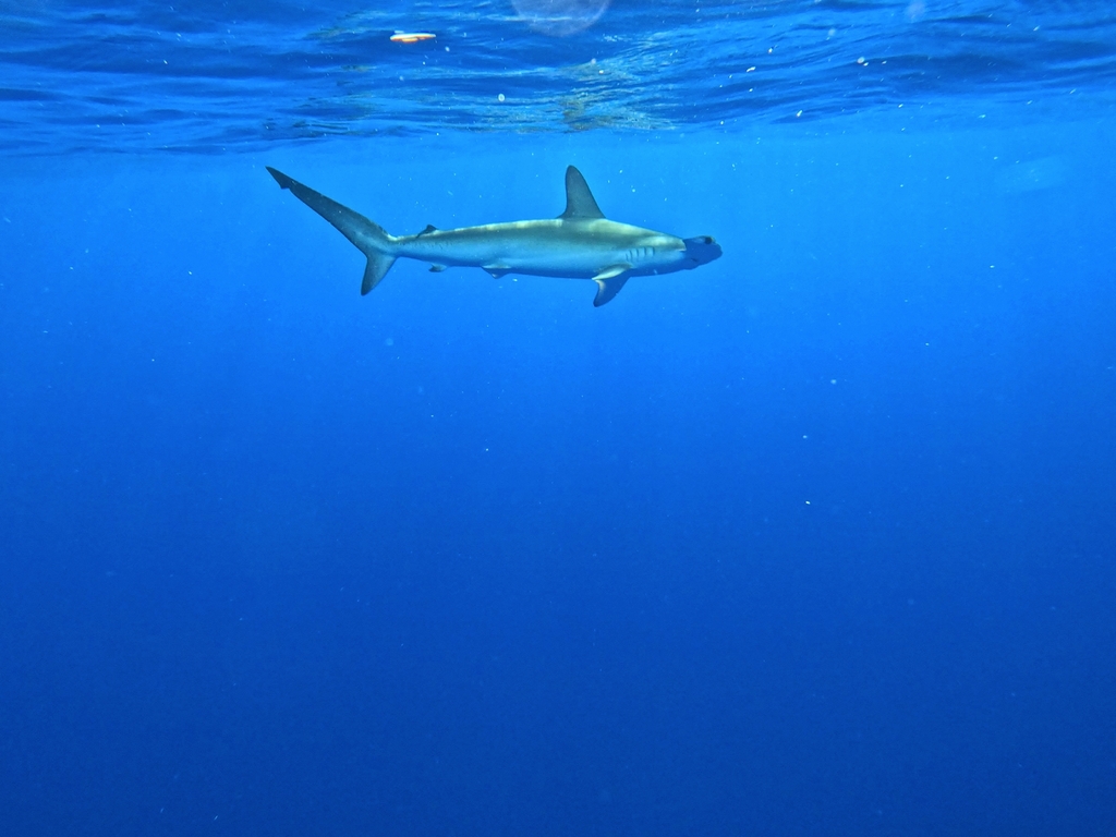 Smooth hammerhead swimming in clear blue open water off Spain