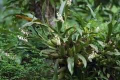 Coelogyne nitida