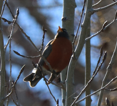Turdus migratorius