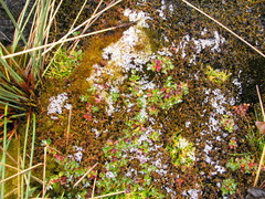 Alchemilla subnivalis
