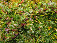 Alchemilla subnivalis