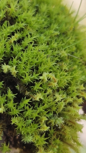 Triquetrella papillata