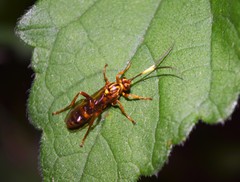 Setanta parsimonica